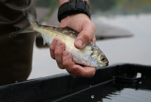 A hand holding a river herring over a holding tank by a lake