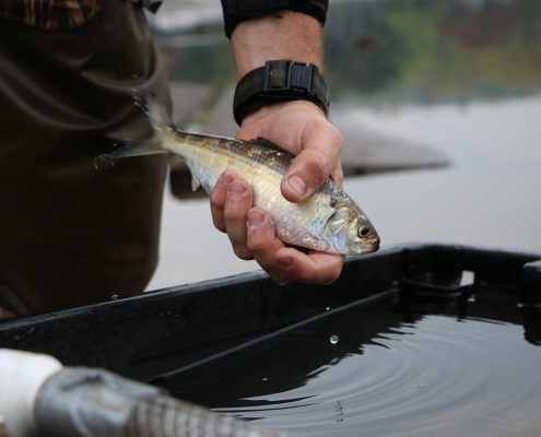 River herring being held above a holding tank