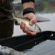 River herring being held above a holding tank