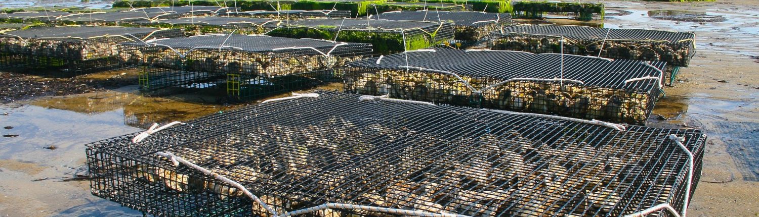 Oyster farm with many wire enclosures on flat wet sand