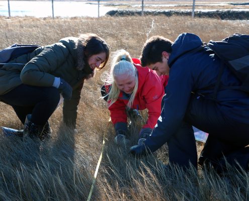 Three smiling students crouch in a salt marsh counting species of grass.