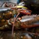 American lobster with both claws banded