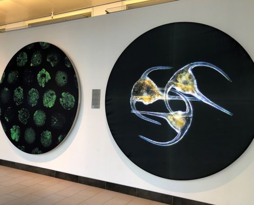 Two circular wall displays of microorganisms, one with three dinoflagellates, on display, winners of 2020 Koch Institute Image Awards