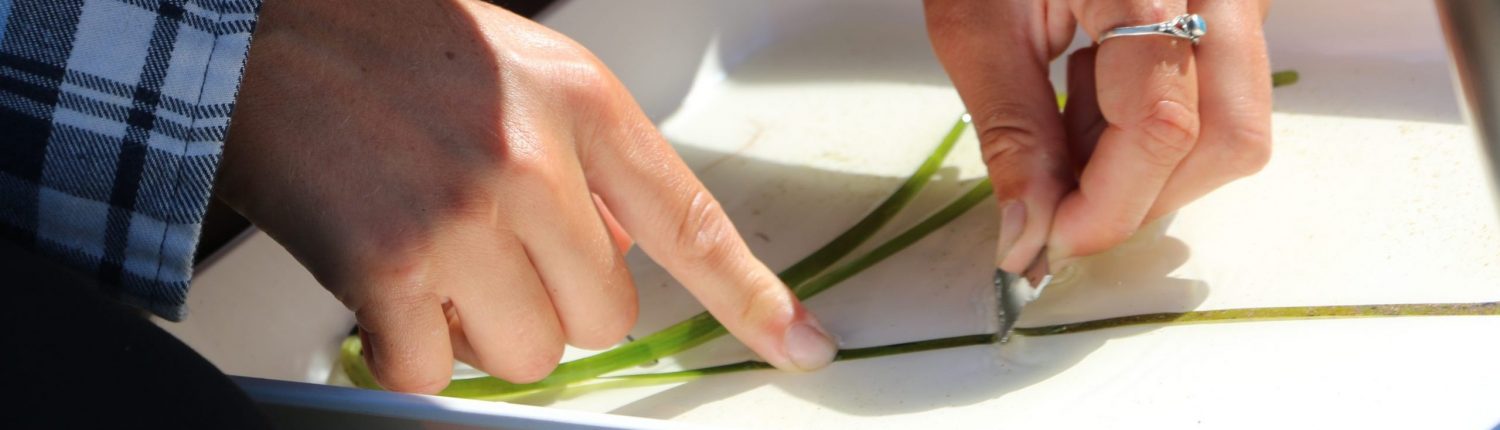 A researcher's hands scraping blades of eelgrass in a white tray with a blade.