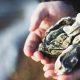 Hands holding an oyster