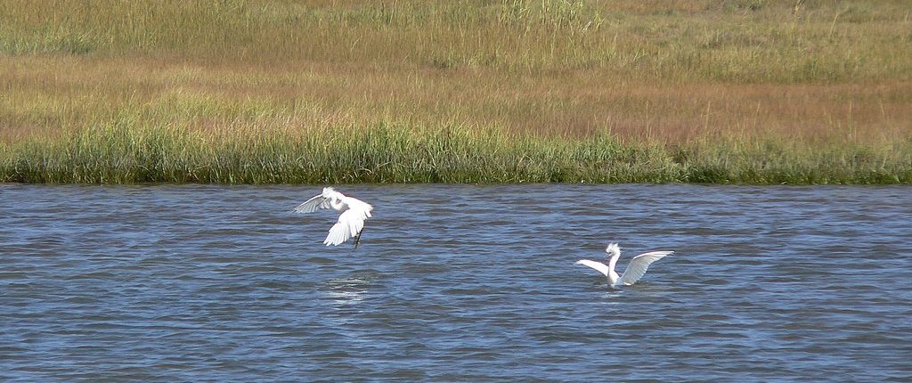 Belle Isle Marsh Reservation, with two white birds at a wetland