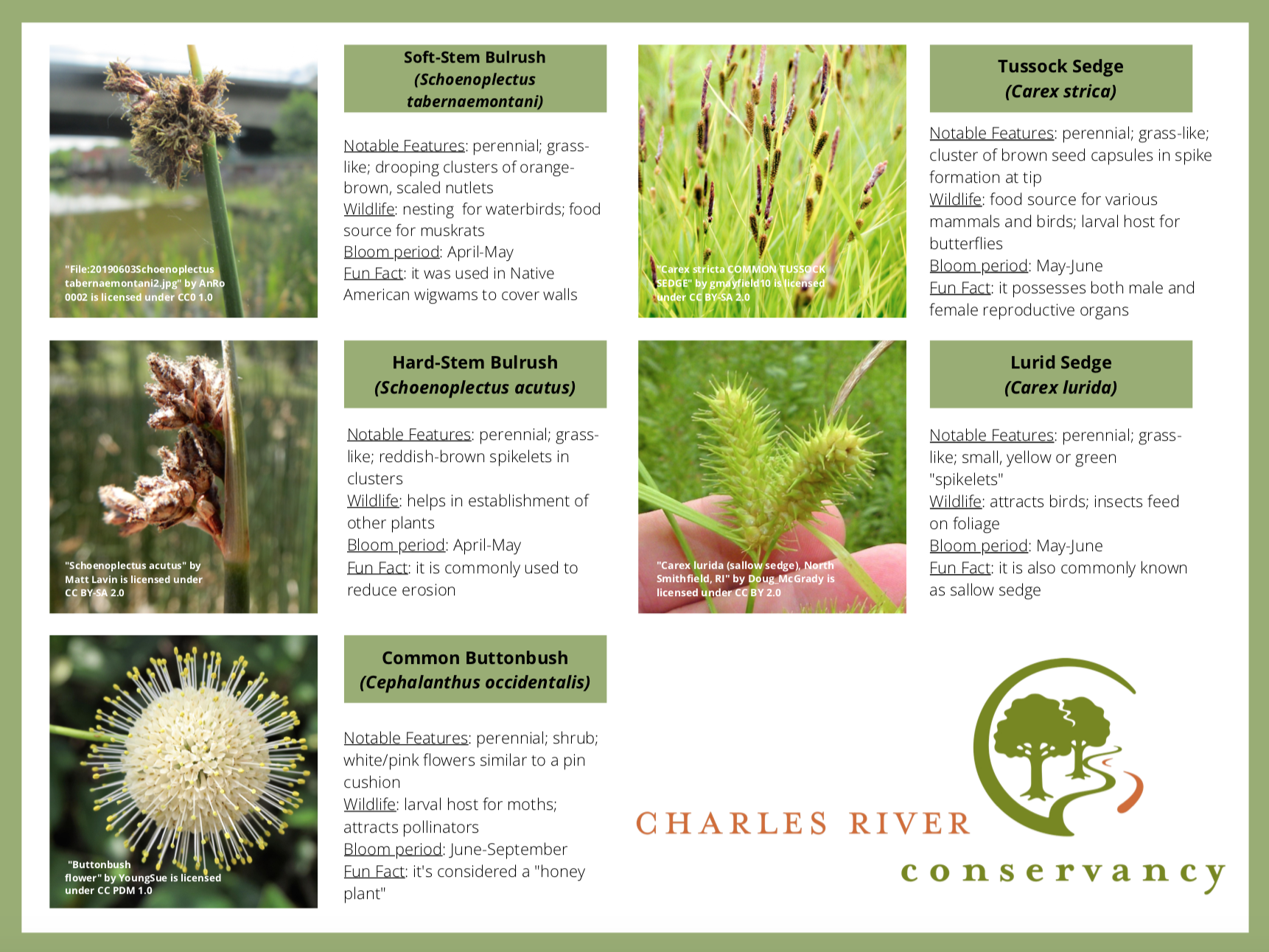 Plant guide for the Charles River Floating Wetland