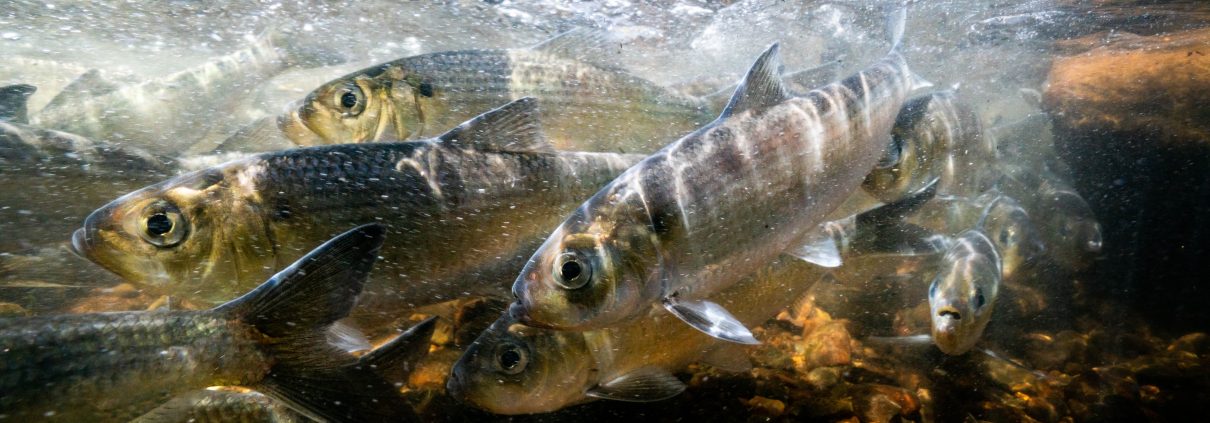 River herring migrating up a river (Photo: Tim Briggs)