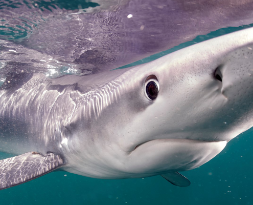 A blue shark approaches the camera of underwater photographer Keith Ellenbogen.