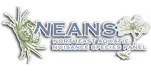 NEANS logo