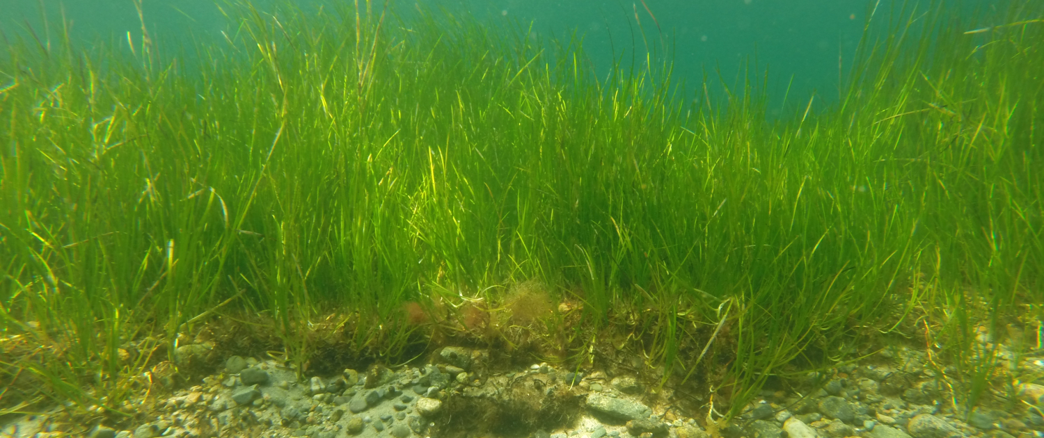 Eelgrass bed underwater