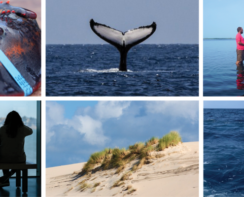 A collage of photographs including a lobster, whale tail, a group standing in water, dune grass, and students launching a Miniboat.