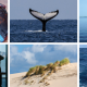 A collage of photographs including a lobster, whale tail, a group standing in water, dune grass, and students launching a Miniboat.