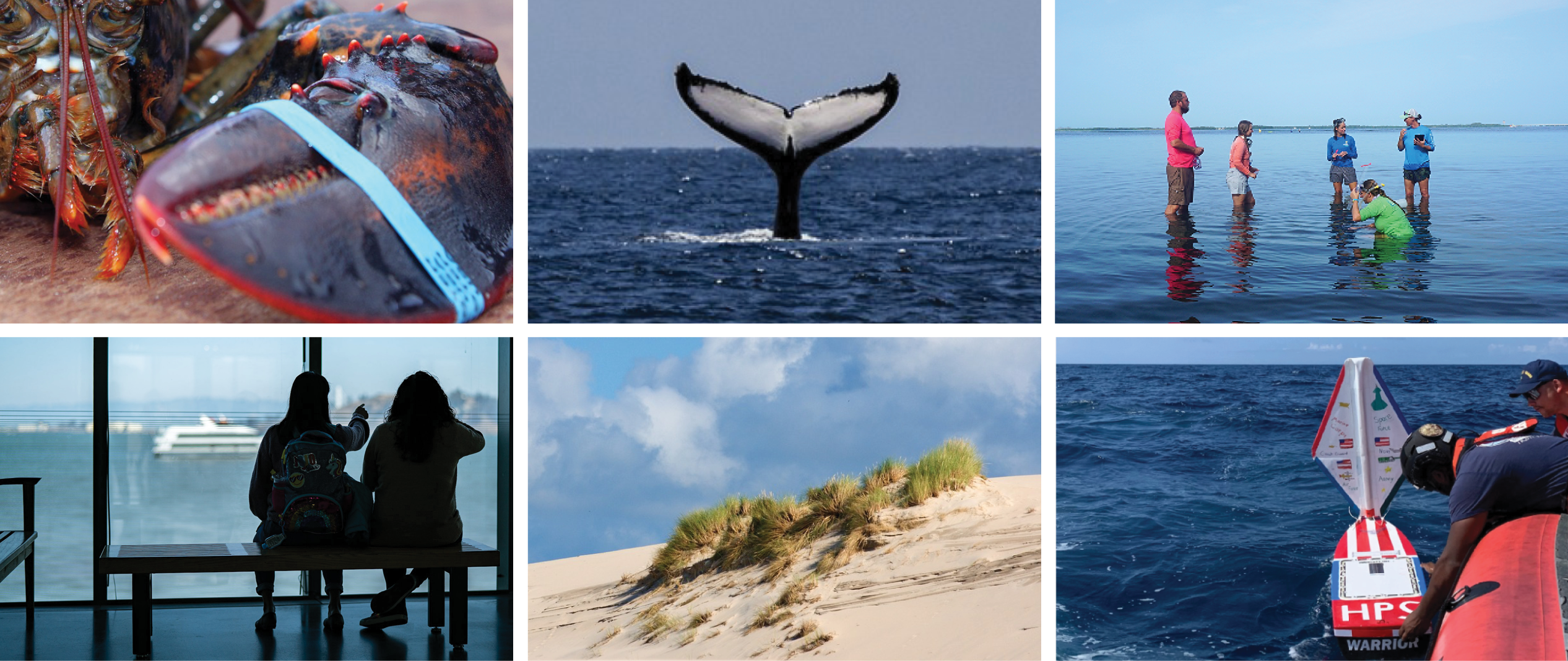 A collage of photographs including a lobster, whale tail, a group standing in water, dune grass, and students launching a Miniboat.