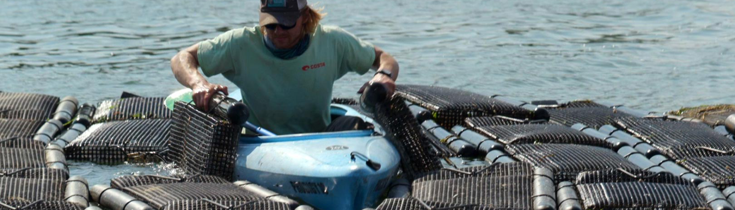 An aquaculture farmhand flips oyster bags from a kayak (Photo: John Freidah)