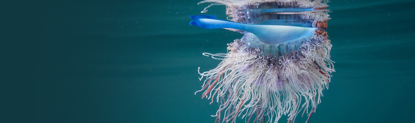 A jellyfish floating in the ocean just under the surface