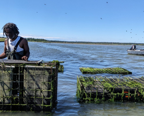 AIM intern flipping an oyster bag on an aquaculture farm