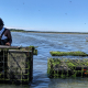 AIM intern flipping an oyster bag on an aquaculture farm