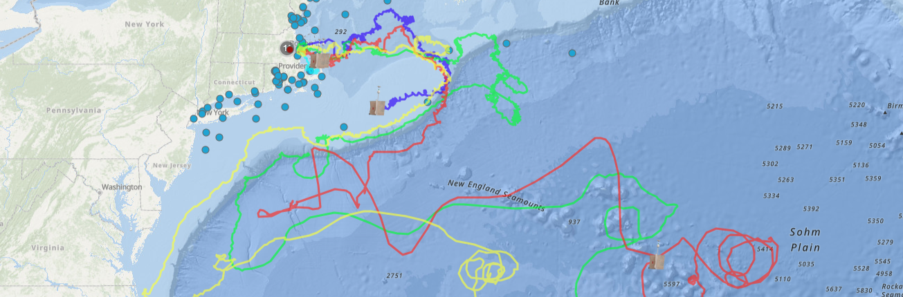 Trajectories of marine drifters using the Seaglass visualization tool.