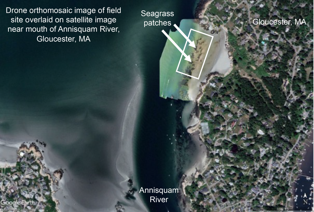 Aerial image of seagrass patches in Gloucester, MA