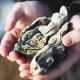 Two large oysters held in someones hands